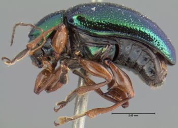 Media type: image; Entomology 17327   Aspect: habitus lateral view